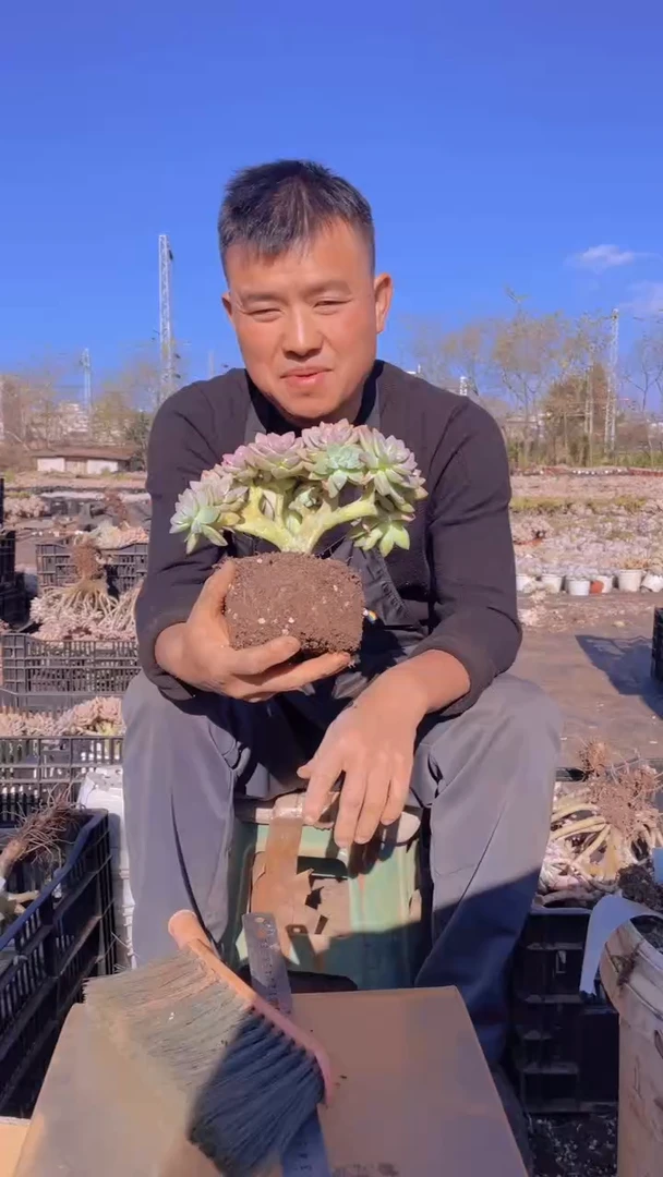 284淡雪缀化一物一拍