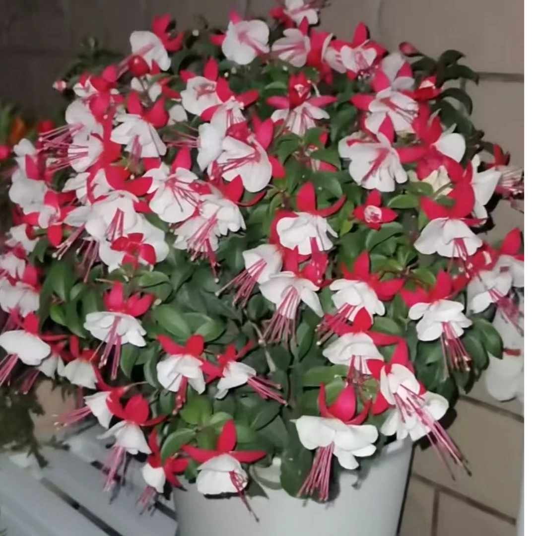 艺泽园艺【少女心】倒挂金钟丛生盆栽庭院易养护花卉带花苞发货