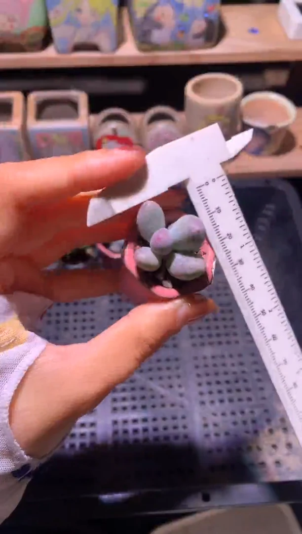 米可奶酪，满28包邮，不满发一个叶片到付