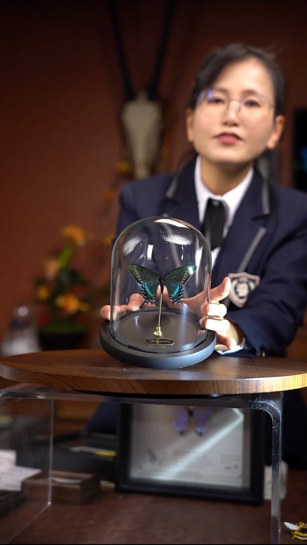 绿带翠凤蝶 春 玻璃罩款  常规