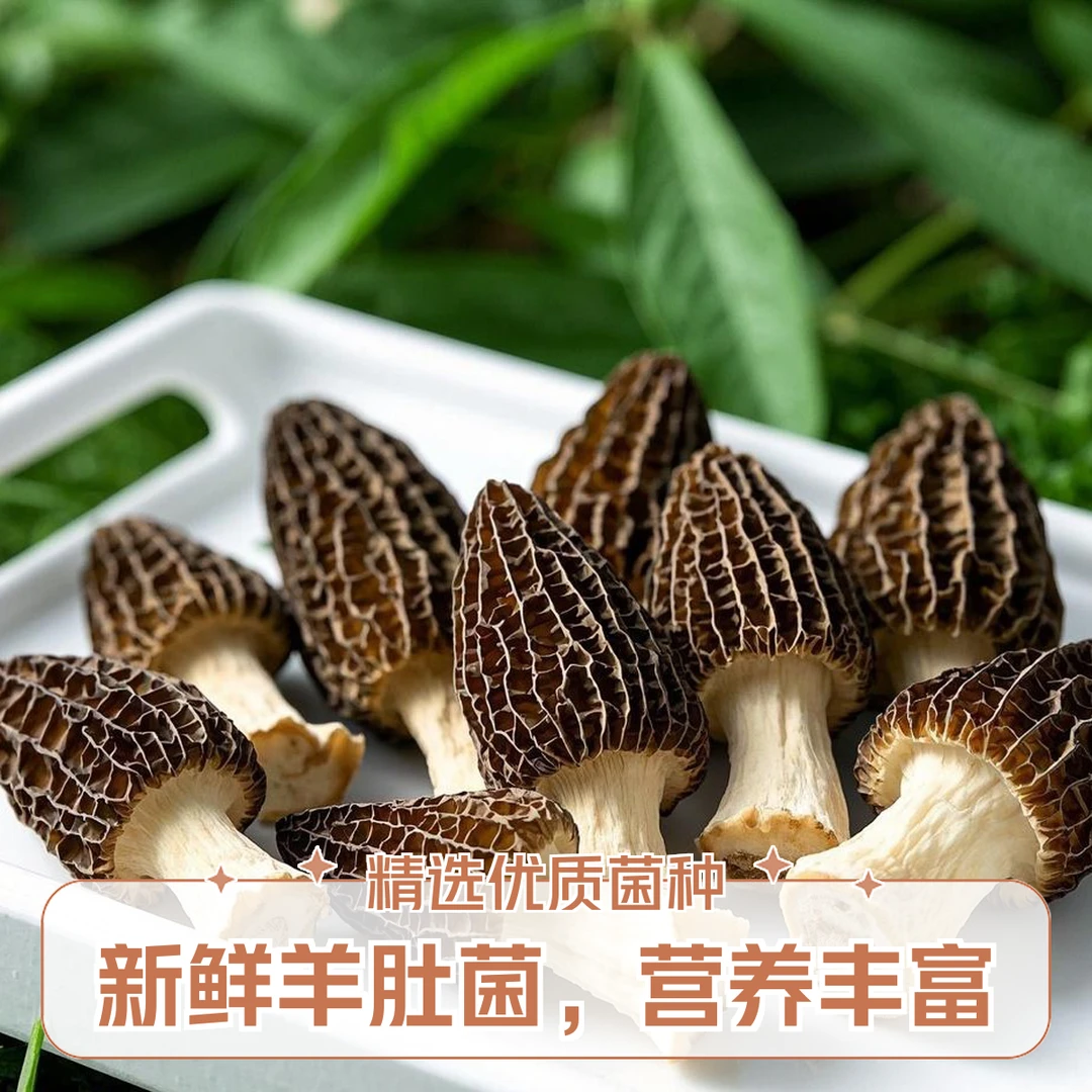 2025头茬羊肚菌500g,现采现发，男女老少皆宜
