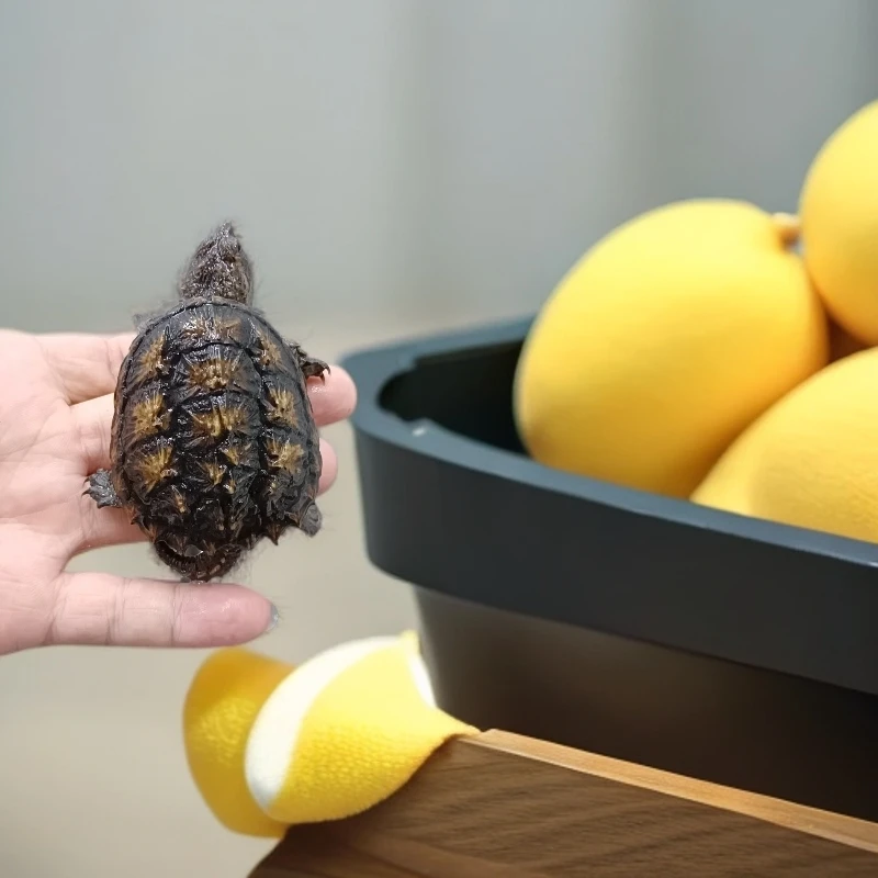 直播专用，挑选乌龟乌龟选龟宠物龟专拍