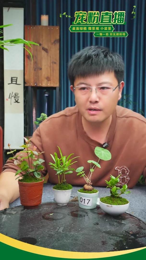 无花朵岛****`苔藓微景观017号