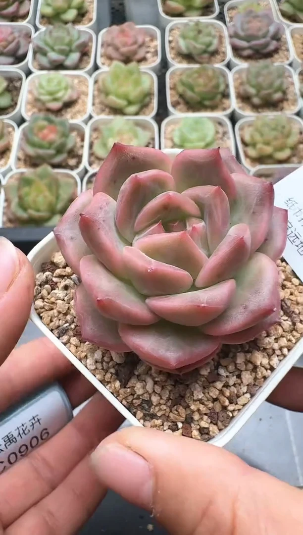 905C云禹多肉植物 带盆土纸巾打包 3颗包邮