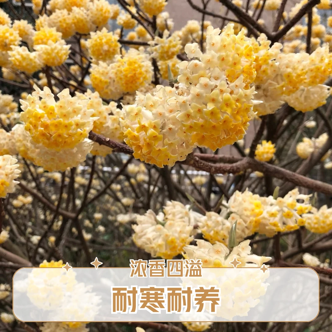 结香花苗丛生结香大苗耐寒浓香花卉植物庭院绿化喜花打结花梦冬花