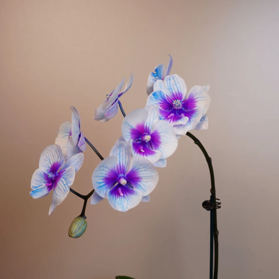 繁星里蝴蝶兰【马卡龙全花】开花珠发货