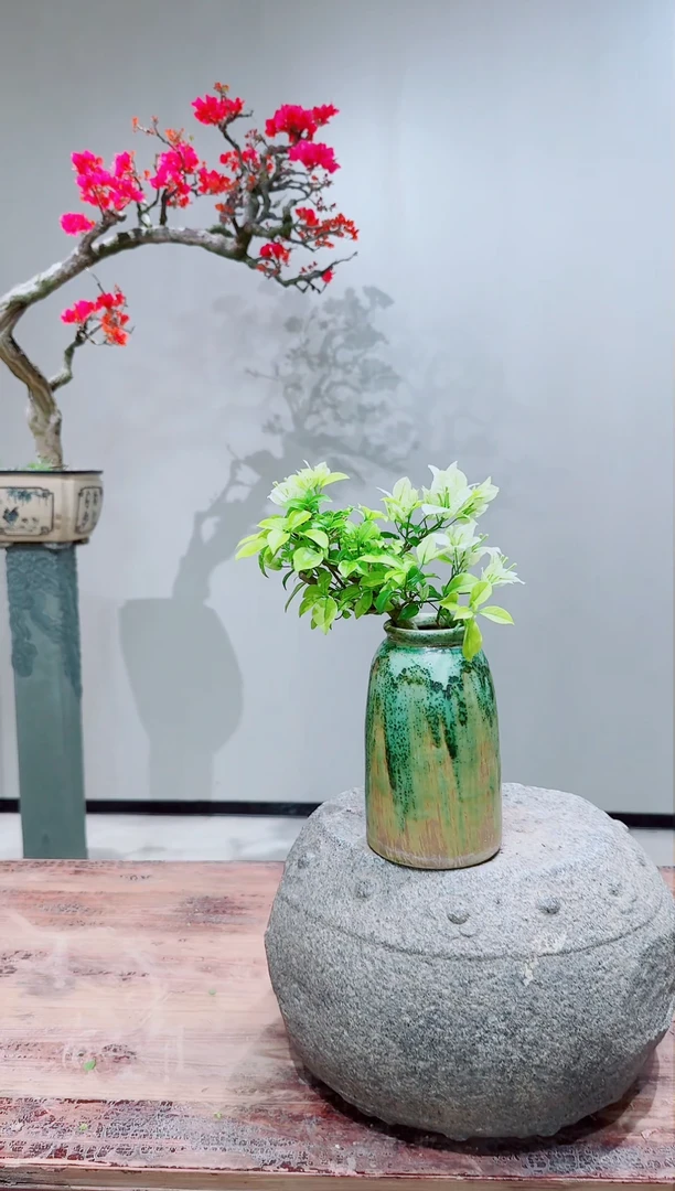 【闪购商品】盆景海岛白