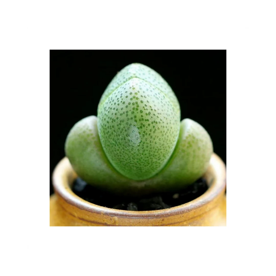 元宝紫帝玉（16包邮）多肉植物