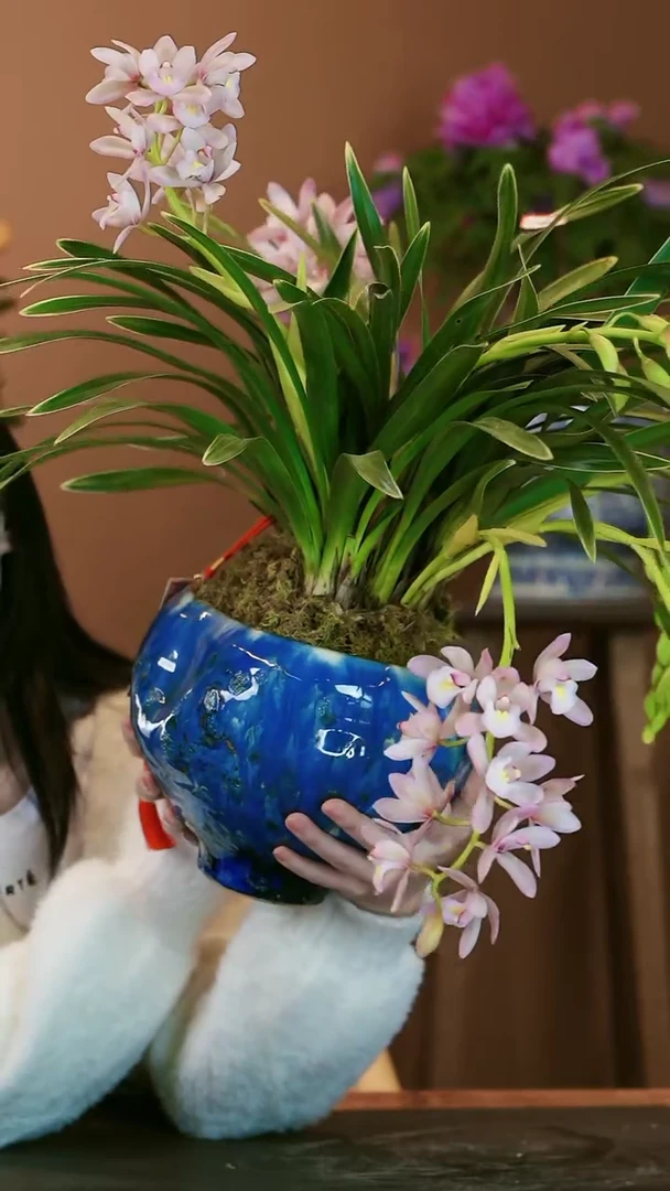 【闪购商品】盆景金边樱桃 蓝