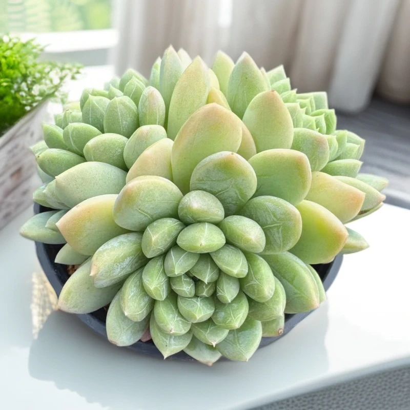 （三头起百搭翡翠）满19包邮多肉植物以直播间实物为准
