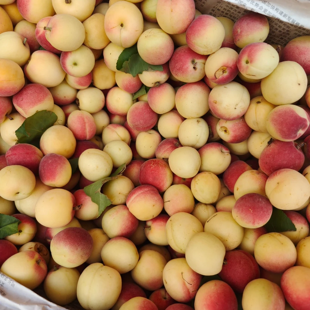 【3斤±50g】临汾高山蜜杏3斤（小果口感好果蒂处摘伤痕迹介意慎拍  ）