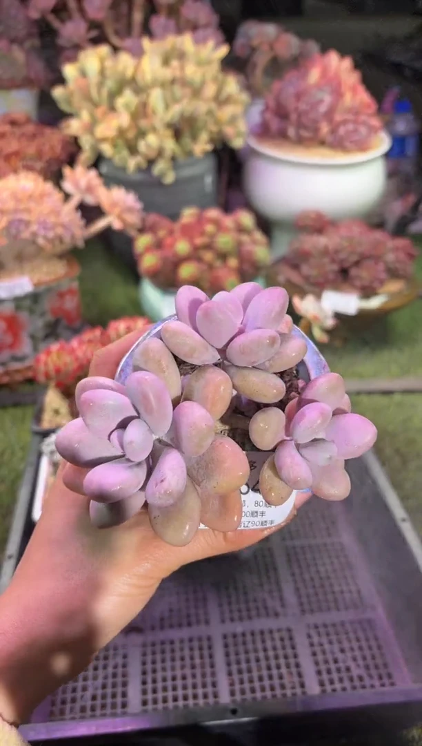 【闪购商品】05646脱土带盆