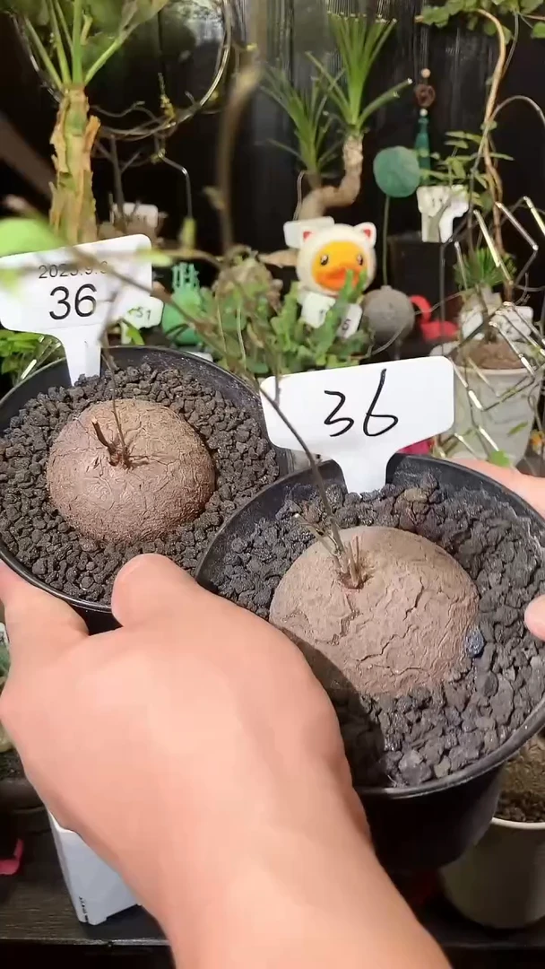 36号909福利南非龟甲龙买1个送1个