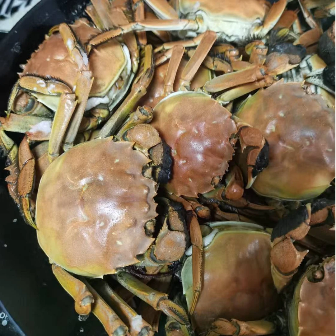 盘锦河蟹次日达每只母蟹足两鲜活发货
