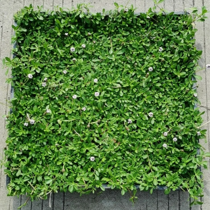 姬岩垂草方盘苗园晶草地被花境植物高档庭院草坪屋顶绿化专用草坪