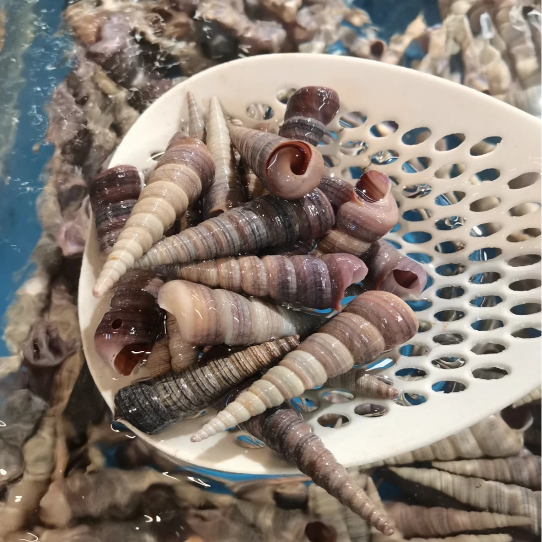 鲜活钉螺到手1斤 500g精品