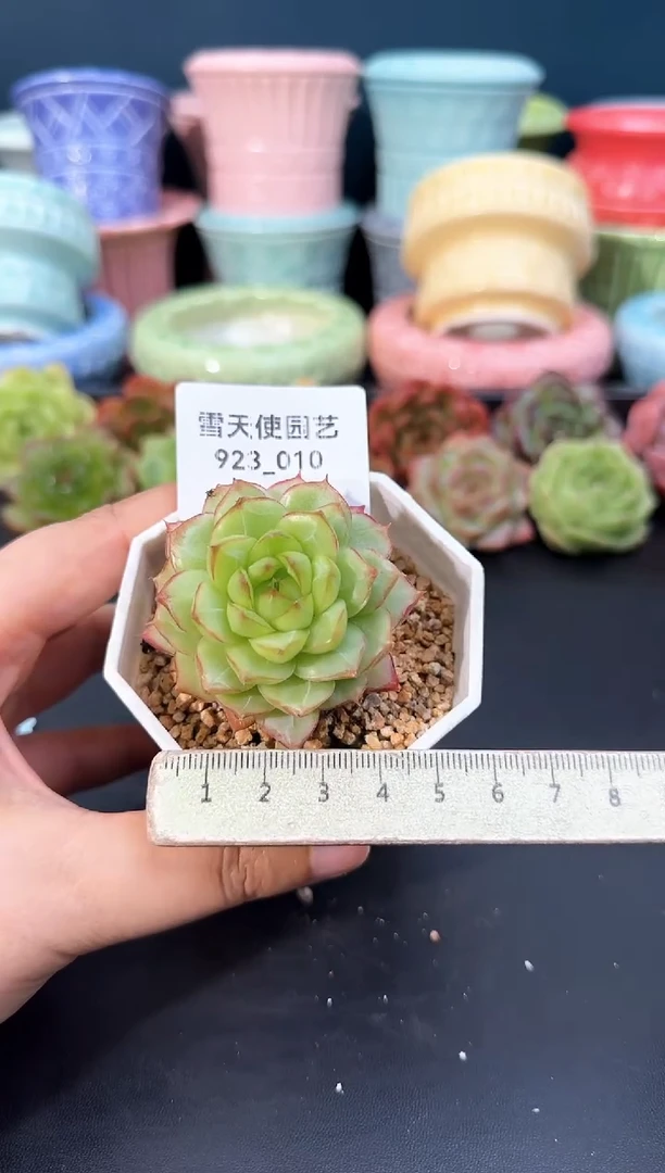 923-010青山（冠幅5cm）