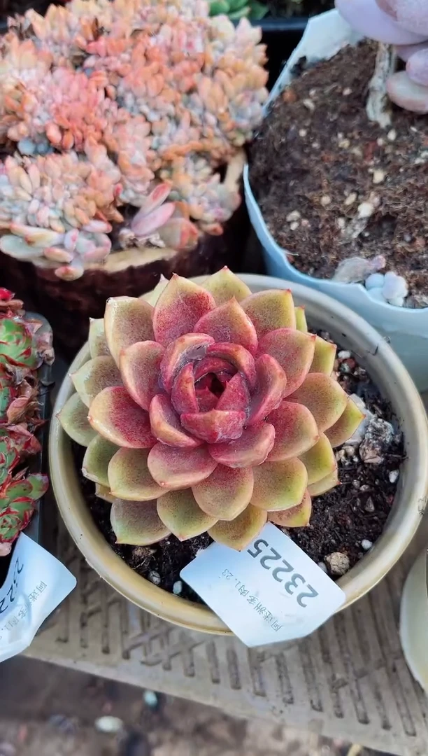 【闪购商品】23225