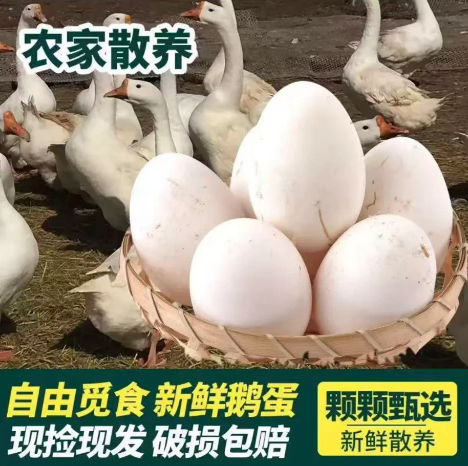 现捡现发新鲜散养生态农家土鹅蛋损坏包赔笨鹅蛋Q弹