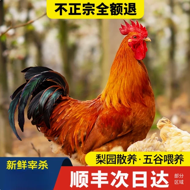 【大公鸡】 活鸡现杀 喂养200天净重4~5斤散养 生态土鸡 跑鸡山 走地鸡 新鲜现杀鸡整只烧烤食材