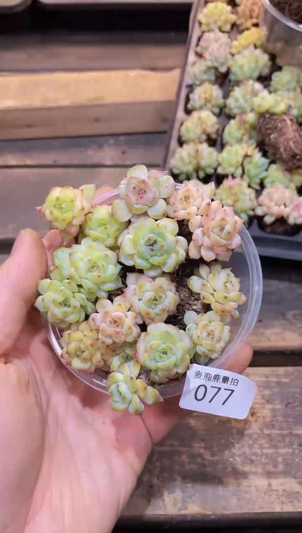 【闪购商品】077彩钻量拍1盒