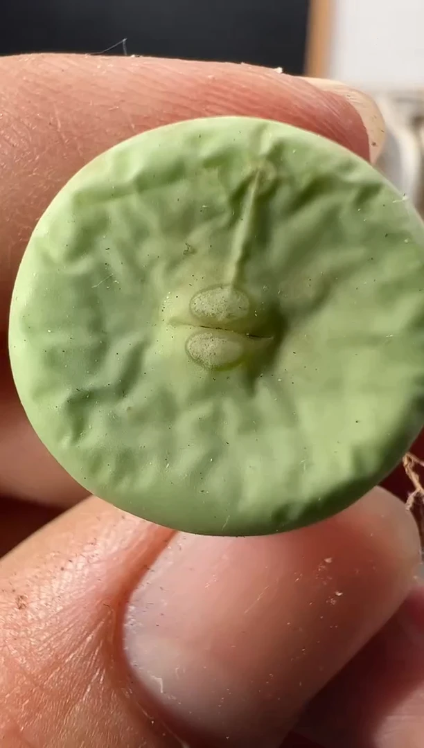 一物一拍         979