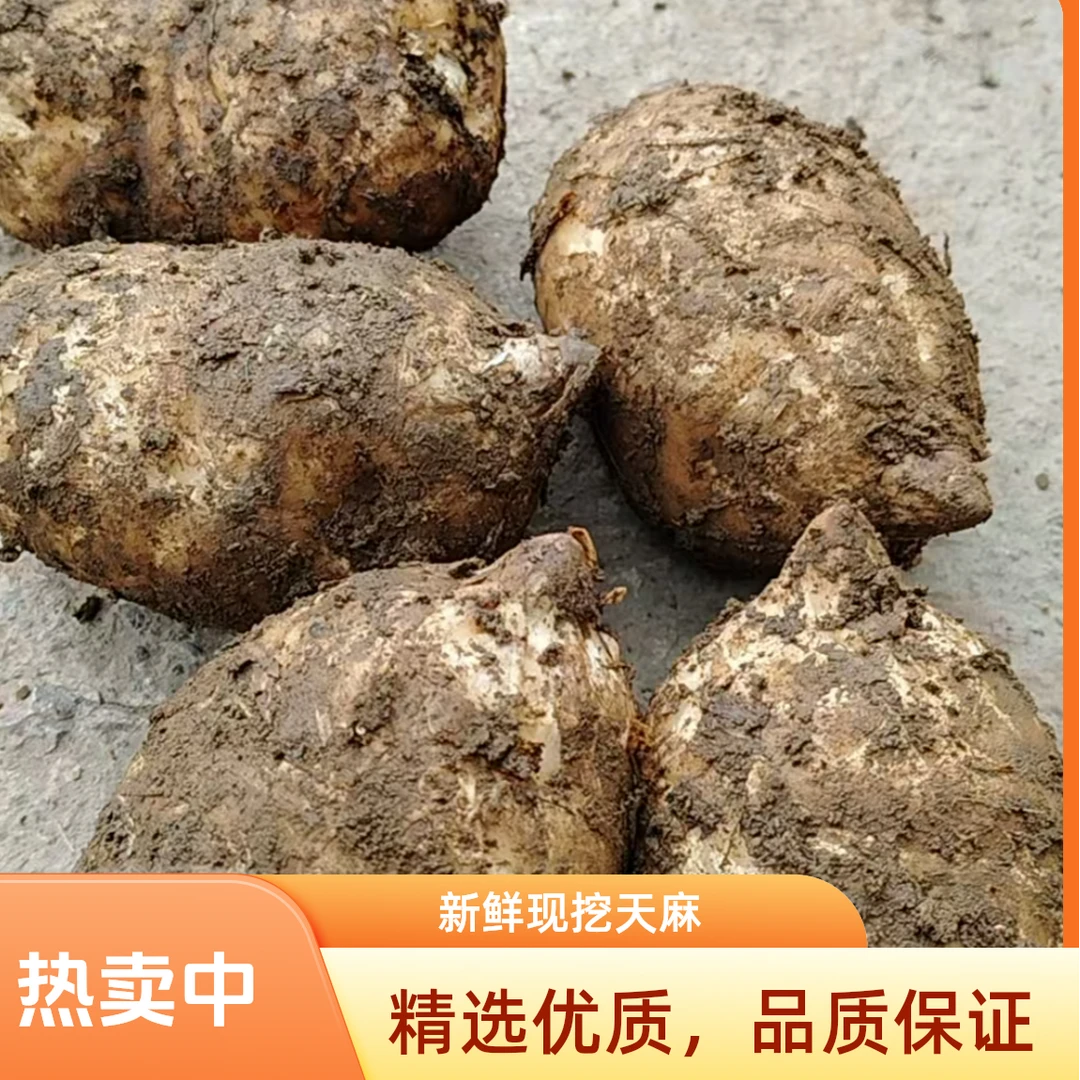 贵州赫章结构高山新鲜天麻可煲汤/泡8+1