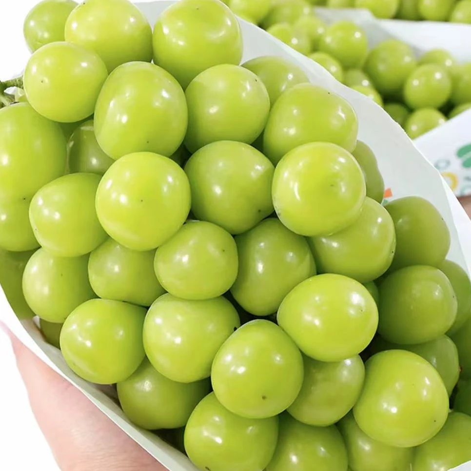 正宗阳光玫瑰葡萄新鲜应季无籽脆甜多汁带玫瑰香