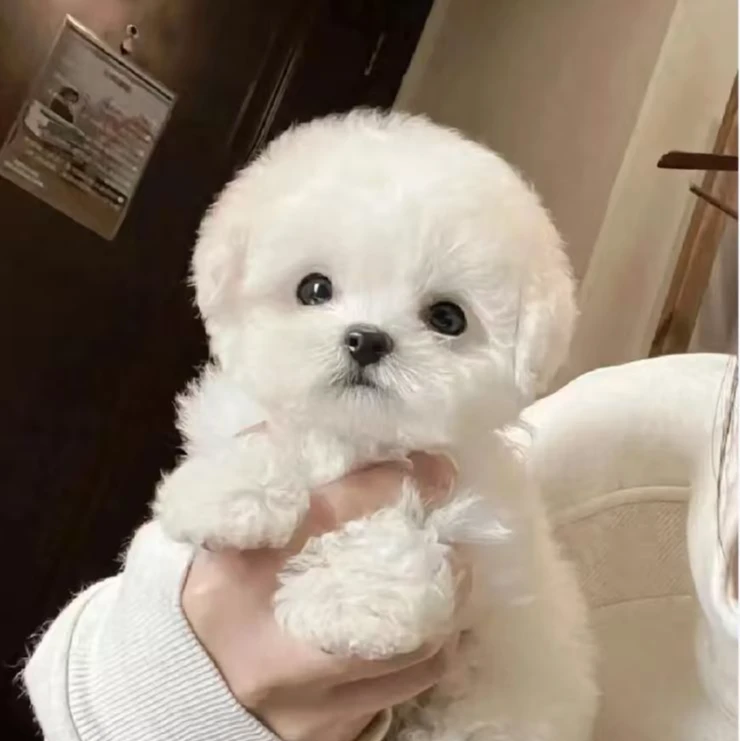 【小韩萌宠】比熊犬活体专属链接