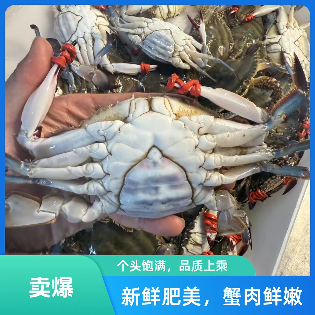 【母飞蟹】纯肉母无黄-3两左右/只（保鲜不保活）-东港-鲜活