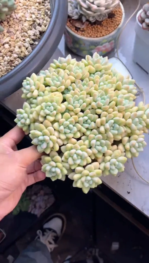 无花朵丫*7.22-31蛋糕1111111