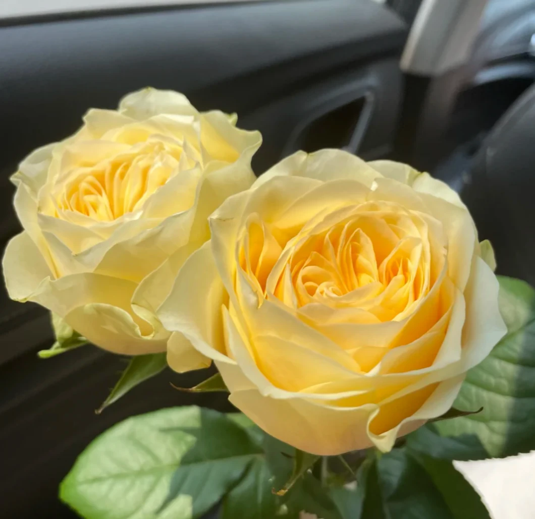 玫瑰大叔【奶油杯】黄色系大花淡香切花抗病性好耐晒耐雨淋月季店庆