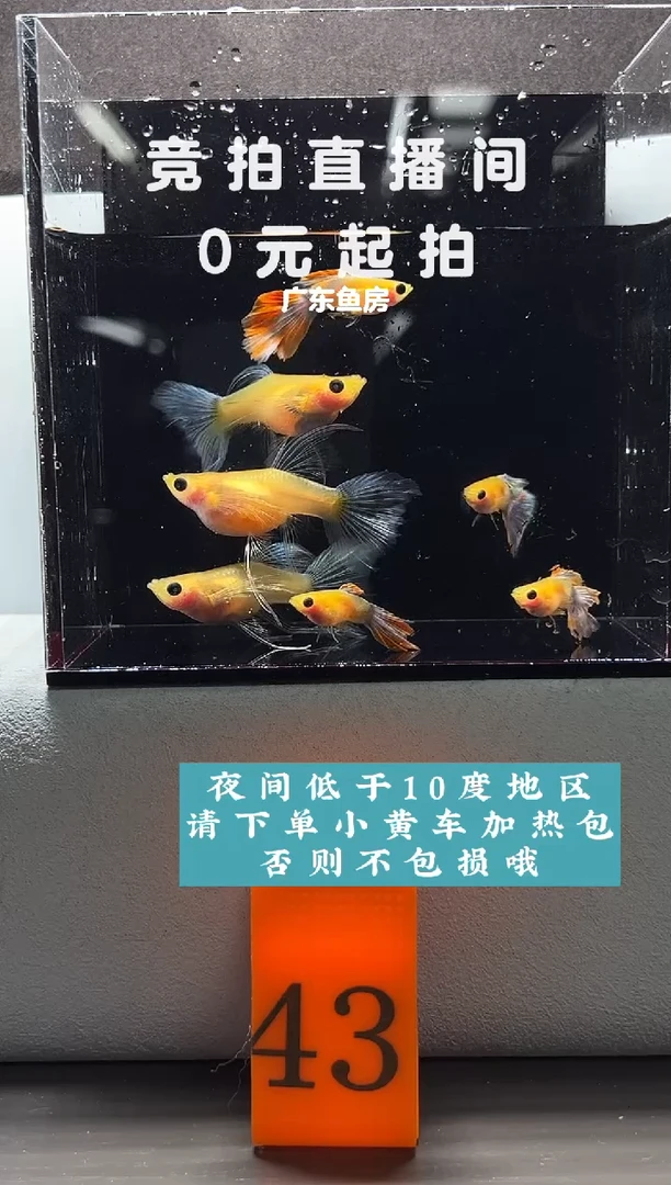 孔雀鱼蓝水晶玻璃猫老鱼C7只编号43