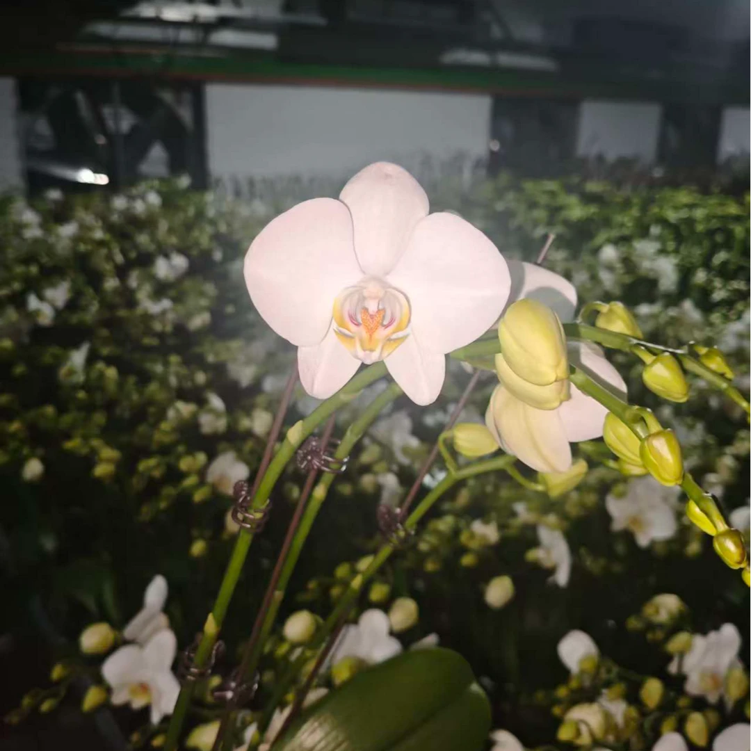 多佛蝴蝶兰中大型纯白花花 室内高档观赏花卉