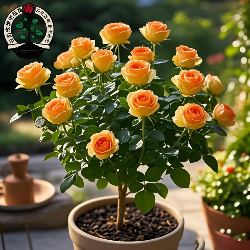 浓香大花玫瑰花老桩【四季开花】月季花树苗耐寒耐寒花卉绿植盆栽