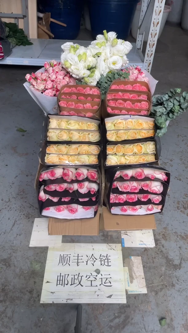 香槟20枝+ 艾沙20枝+戴安娜20枝+折射10枝+白桔梗800克2扎+尤加利