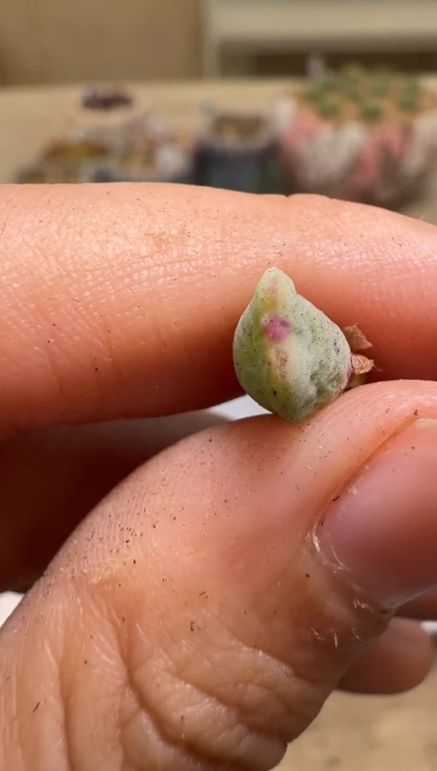 11-125多肉植物肉锥