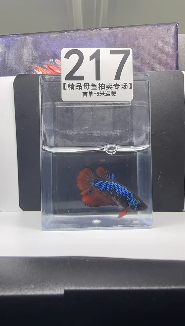 斗鱼母鱼编号：217