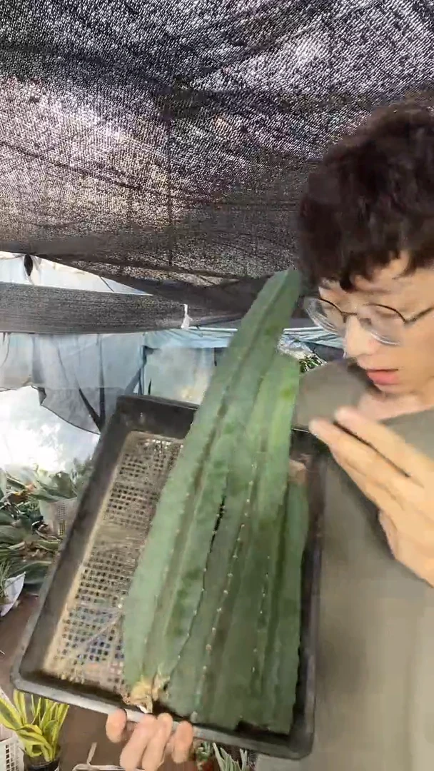 量天尺无根20+30+40cm11.8