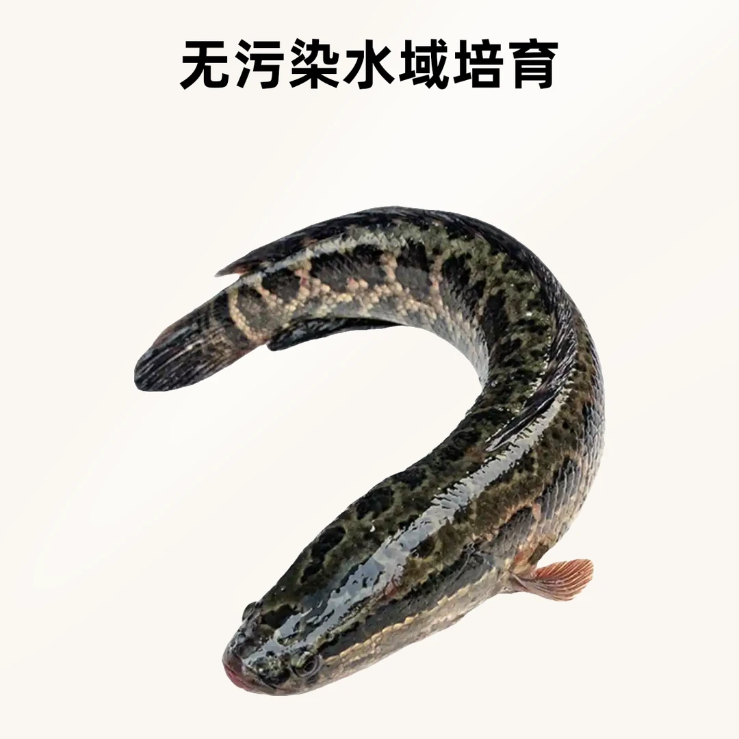 鲜活乌鱼一条  约2斤 （默认宰杀）