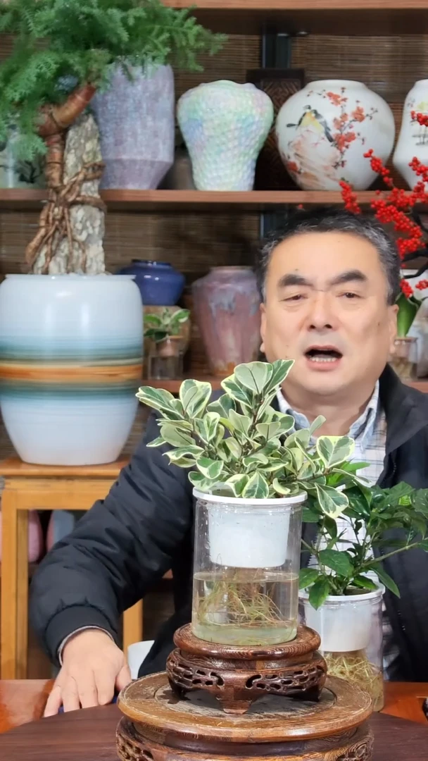 无花朵懿**册水之韵水培奶油爱心榕