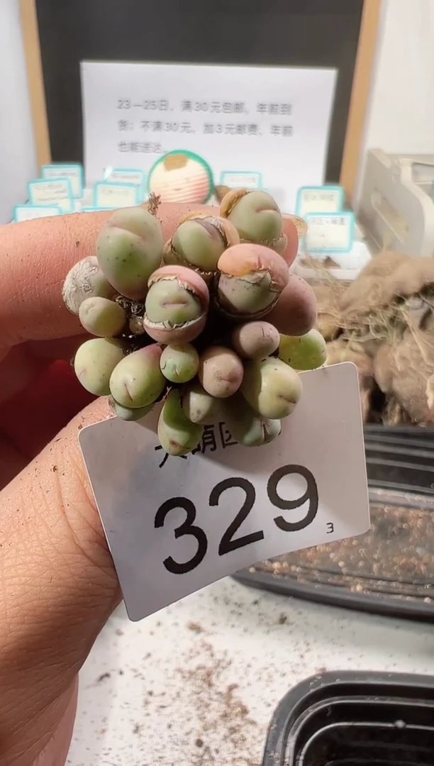 【闪购商品】++++329