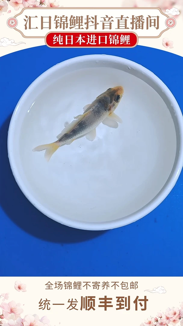 锦鲤002-面迫白写