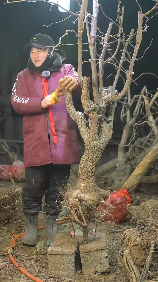 完全开放枣树1284