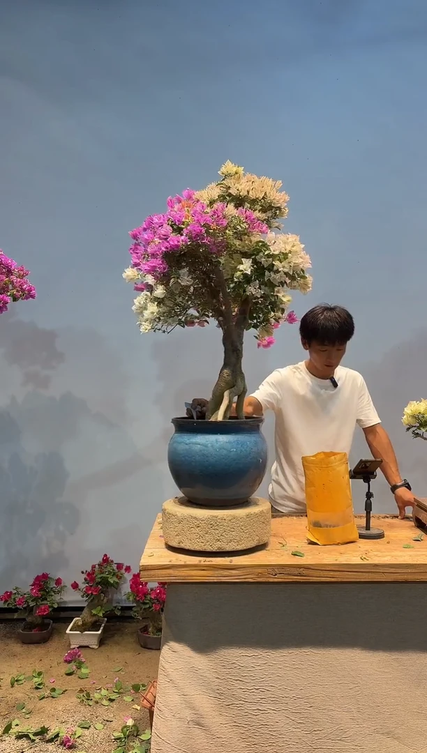 无花朵大*李三角梅专场一物一拍
