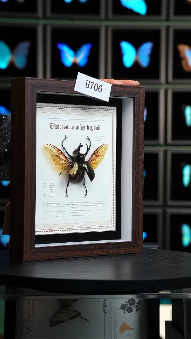 南洋大兜cak标本H706