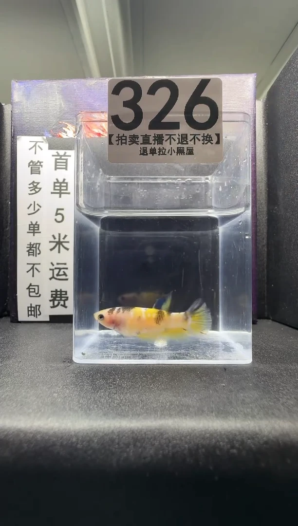 斗鱼母鱼编号：326