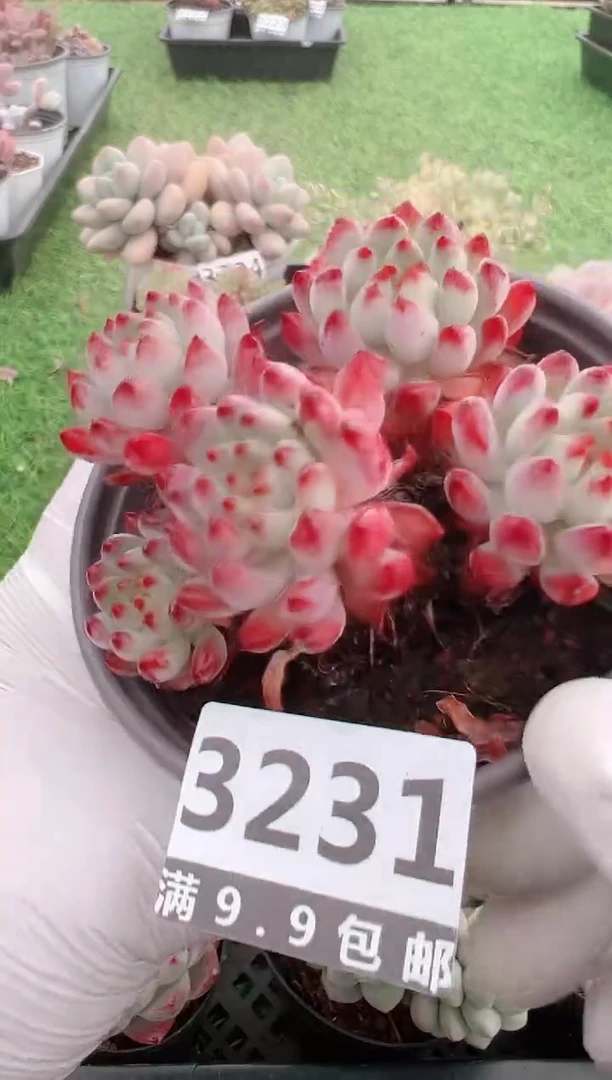 【闪购商品】信福多肉一物一拍