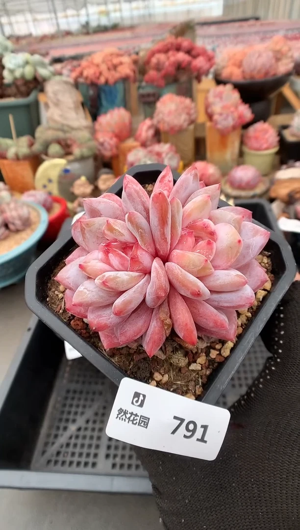 【闪购商品】791雪天使一物一拍