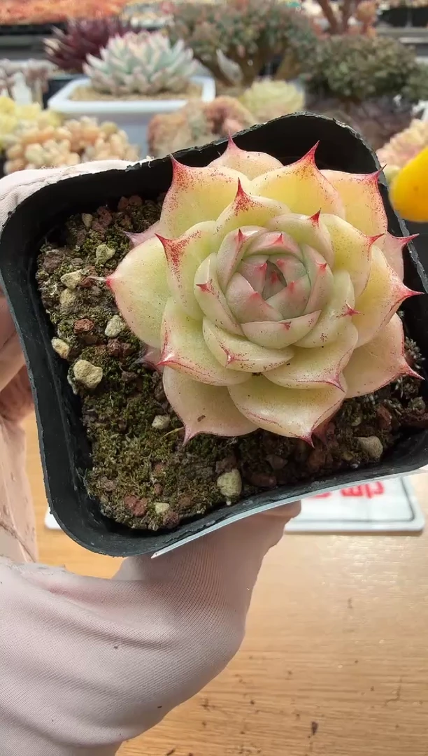 东云多肉园二店-103